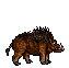 Boar